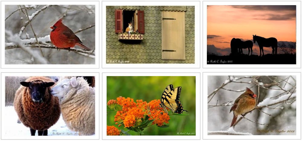 Animals