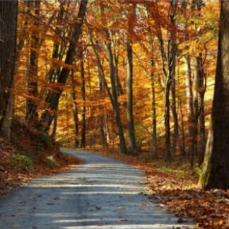 Autumn Along Cutalossa Road - New Hope, PA