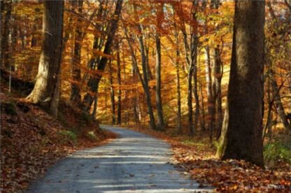 Autumn Along Cutalossa Road - New Hope, PA