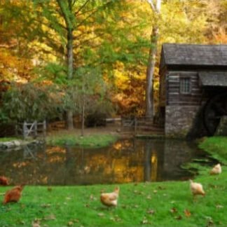 Autumn at Bromley Mill - Cuttalossa Farm, PA