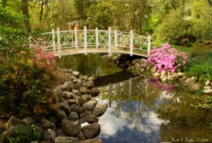 Azalea Festival Morning - Sayen Gardens, NJ