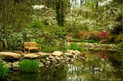 Azalea Time - Sayen Gardens, NJ