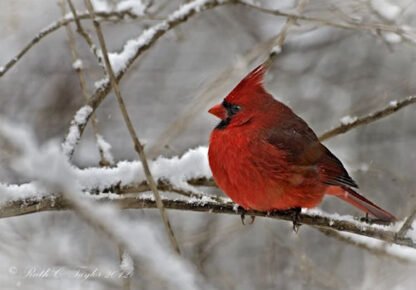 Cardinal in Winter, New Britain, PA