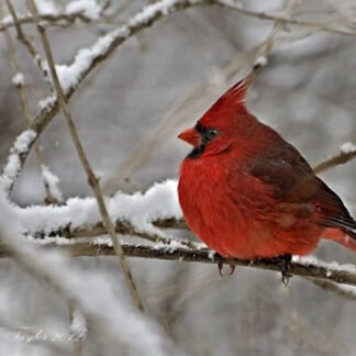 Cardinal in Winter - Note / Holiday Card