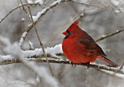 Cardinal in Winter - Note / Holiday Card