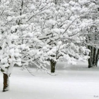 Cotton Trees - Washington Crossing, PA