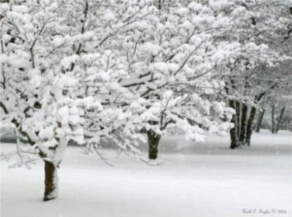 Cotton Trees - Washington Crossing, PA