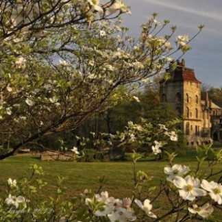 Dogwoods at Fonthill - Doylestown, PA