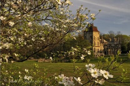 Dogwoods at Fonthill - Doylestown, PA
