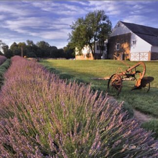 Lavendar Fields at Carousel Farm
