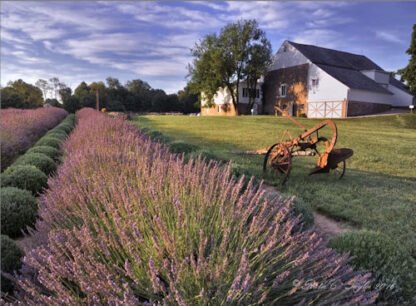 Lavendar Fields at Carousel Farm