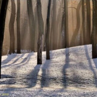 Light Through The Trees - Buckingham, PA