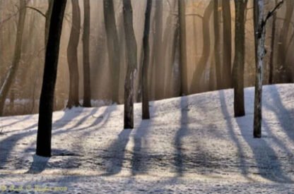Light Through The Trees - Buckingham, PA