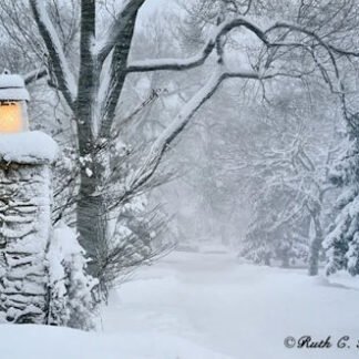 Light the Winter Path - Holiday Card