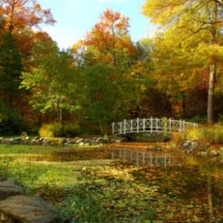 Magical Autumn Light - Sayen Gardens, NJ