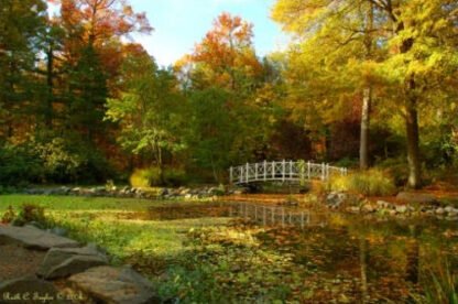 Magical Autumn Light - Sayen Gardens, NJ
