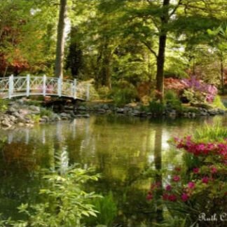 Magical Morning at Sayen Pond - Sayen Gardens, NJ