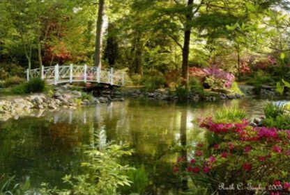Magical Morning at Sayen Pond - Sayen Gardens, NJ