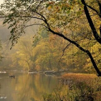 Misty Morning Along the Tohickon - Pipersville, PA