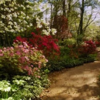 Morning Azalea Path - Sayen Gardens, NJ