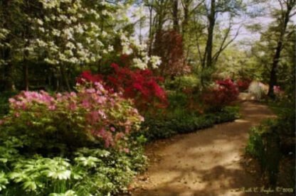 Morning Azalea Path - Sayen Gardens, NJ