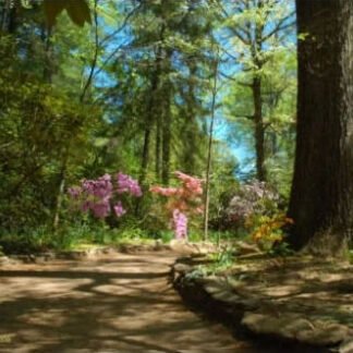 Morning Light On Azalea Path - Sayen Gardens, NJ