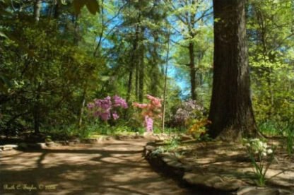 Morning Light On Azalea Path - Sayen Gardens, NJ