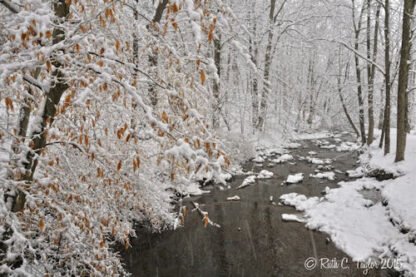 Paunnacussing Creek along Fleecy Dale Road