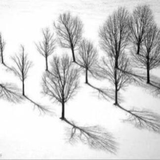 Shadows From Above - Plainsboro, NJ