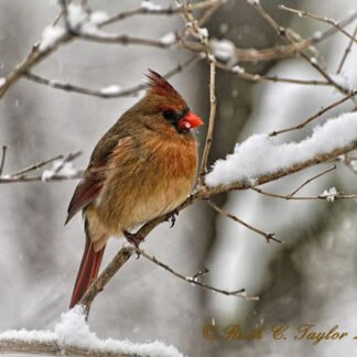 Snowflake, New Britain, PA