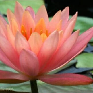 Softly Lit - Note Card