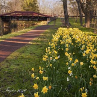 Spring Daffodils Along The Delaware Canal - Washington Crossing, PA