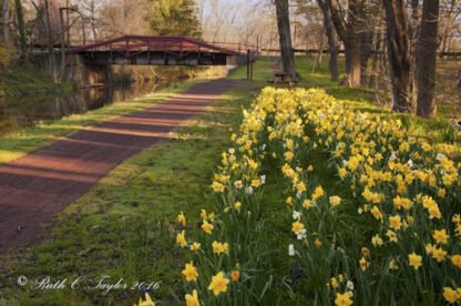 Spring Daffodils Along The Delaware Canal - Washington Crossing, PA