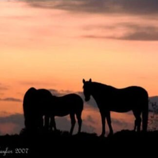 Sunset Silhouette - Note Card