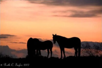 Sunset Silhouette - Note Card