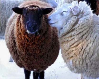 Whispering Sweet Nothings - Note Card