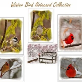 Winter Bird Collection - 6 Note Cards