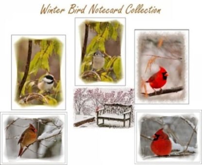 Winter Bird Collection - 6 Note Cards