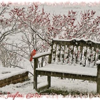 Winter Garden - Holiday Card