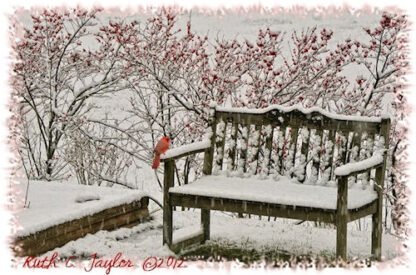 Winter Garden - Holiday Card