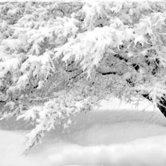 Winter Lace - Note / Holiday Card