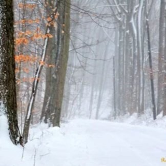 Winter Mist Along Cuttalossa - Note / Holiday Card