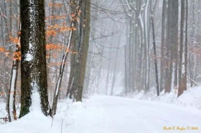 Winter Mist Along Cuttalossa - Note / Holiday Card